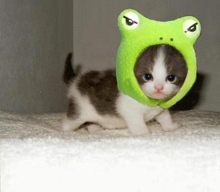 cute_cat-20630.jpg