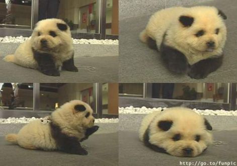 cute_dog.jpg