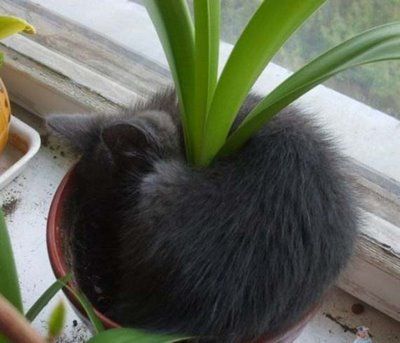 cutecat7.jpg
